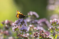 Rusałka pokrzywnik (Aglais urticae)
