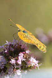 Dostojka malinowiec (Argynnis paphia)