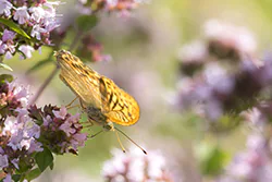 Dostojka malinowiec (Argynnis paphia)