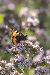 Rusałka pokrzywnik (Aglais urticae)