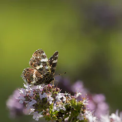 Rusałka kratkowiec (Araschnia levana)