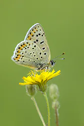 Czerwończyk uroczek (Lycaena tityrus)