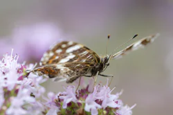 Rusałka kratkowiec (Araschnia levana)