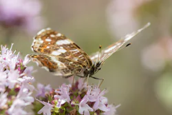 Rusałka kratkowiec (Araschnia levana)