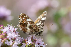 Rusałka kratkowiec (Araschnia levana)