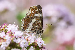 Rusałka kratkowiec (Araschnia levana)