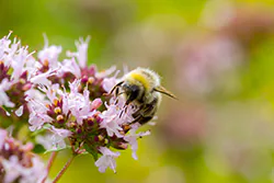 Bumblebee (Bombus sp)