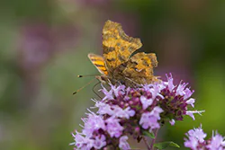 Rusałka ceik (Polygonia c-album)