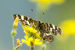 Rusałka kratkowiec (Araschnia levana)