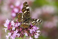 Rusałka kratkowiec (Araschnia levana)