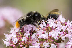 Bumblebee (Bombus sp)