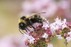 Bumblebee (Bombus sp)