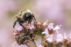 Bumblebee (Bombus sp)
