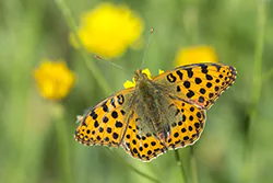 Queen of Spain Fritillary (Issoria lathonia)