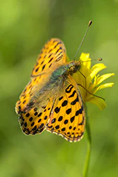 Queen of Spain Fritillary (Issoria lathonia)