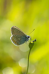 Modraszek amandus (Polyommatus amandus)