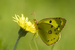 Szlaczkoń siarecznik (Colias hyale)