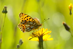 Queen of Spain Fritillary (Issoria lathonia)
