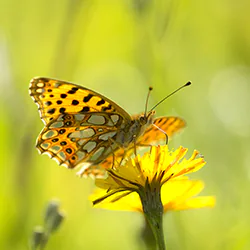 Queen of Spain Fritillary (Issoria lathonia)
