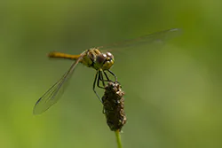 Vagrant Darter (Sympetrum vulgatum)