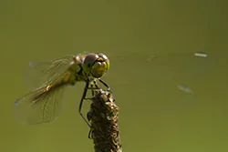 Vagrant Darter (Sympetrum vulgatum)