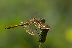 Vagrant Darter (Sympetrum vulgatum)