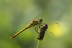 Vagrant Darter (Sympetrum vulgatum)