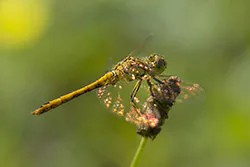 Vagrant Darter (Sympetrum vulgatum)
