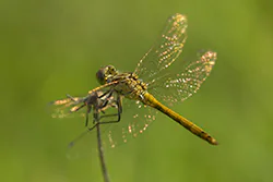 Vagrant Darter (Sympetrum vulgatum)