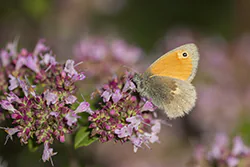 Small Heath (Coenonympha pamphilus)