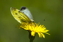 Green-veined White (Pieris napi)