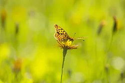 Queen of Spain Fritillary (Issoria lathonia)