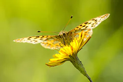 Queen of Spain Fritillary (Issoria lathonia)