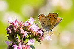 Czerwończyk uroczek (Lycaena tityrus)
