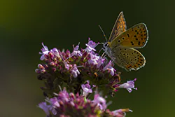 Czerwończyk uroczek (Lycaena tityrus)