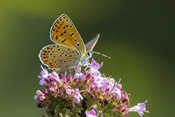 Czerwończyk uroczek (Lycaena tityrus)