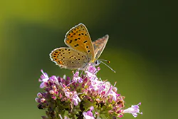 Czerwończyk uroczek (Lycaena tityrus)