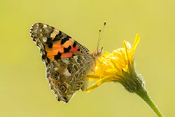 Painted Lady (Vanessa cardui)