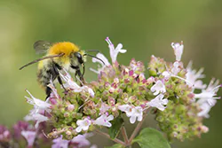 Bumblebee (Bombus sp)