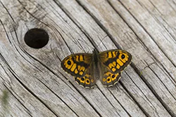 Wall Brown (Lasiommata megera)
