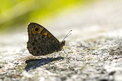 Wall Brown (Lasiommata megera)