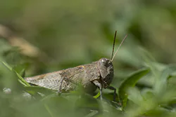 Siwoszek błękitny (Oedipoda caerulescens)