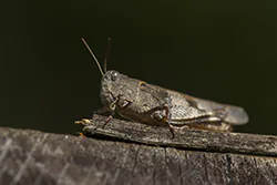 Siwoszek błękitny (Oedipoda caerulescens)
