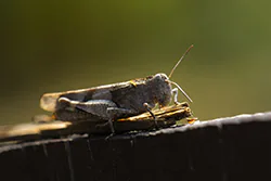 Siwoszek błękitny (Oedipoda caerulescens)