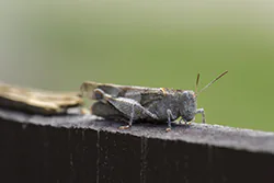 Siwoszek błękitny (Oedipoda caerulescens)