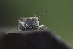 Siwoszek błękitny (Oedipoda caerulescens)