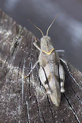 Siwoszek błękitny (Oedipoda caerulescens)
