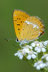 Czerwończyk dukacik (Lycaena virgaureae)