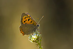 Czerwończyk żarek (Lycaena phlaeas)