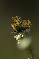 Czerwończyk uroczek (Lycaena tityrus)